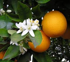citrus blossum